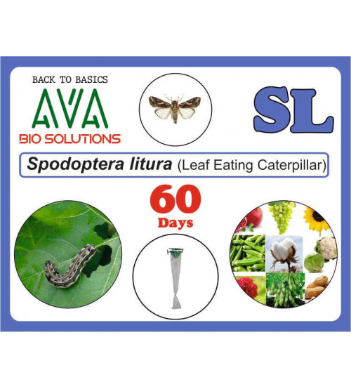 Ava Spodoptera Litura (SL) Lure Ava Spodoptera Litura (SL) Lure